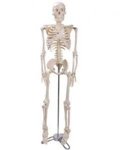 Esqueleto humano