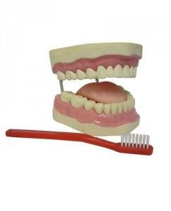 Arcada dentária com língua e escova