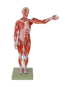 Figura muscular