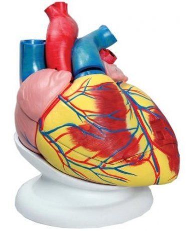 Coração humano