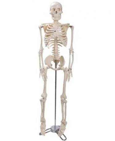 Esqueleto humano
