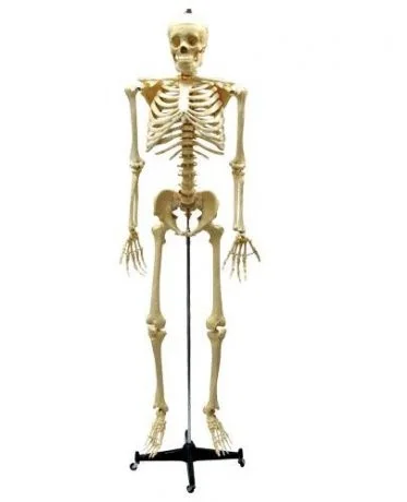 Esqueleto humano