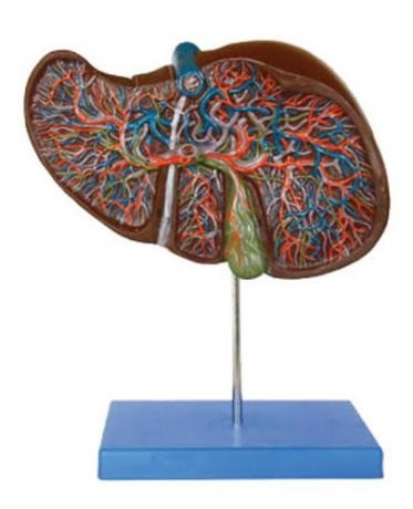 Fígado e vesícula biliar